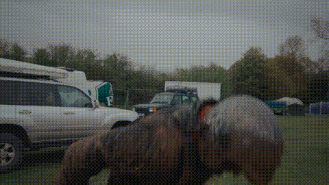 GIF 15