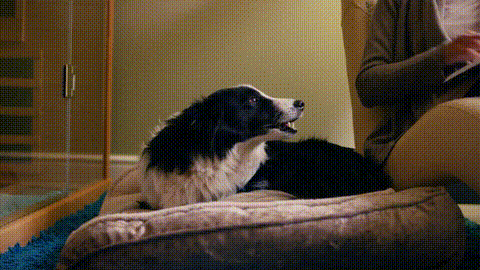 GIF 8
